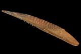 Cretaceous Shark (Hybodus) Dorsal Spine - Morocco #93932-1